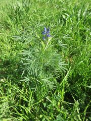 Lupinus angustifolius