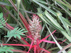 Bromelia balansae