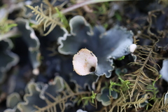 Peltigera malacea