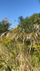 Bromus inermis