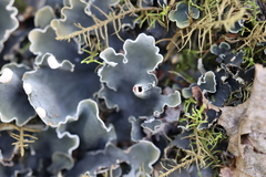 Peltigera malacea