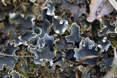 Peltigera malacea