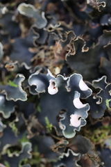 Peltigera malacea
