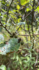 Alnus serrulata