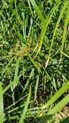 Cyperus albostriatus