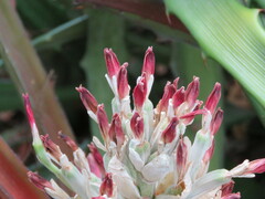 Bromelia balansae