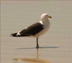 Larus dominicanus vetula