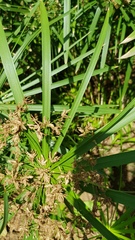 Cyperus albostriatus