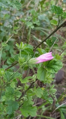 Hibiscus pedunculatus