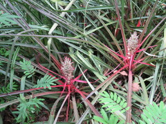 Bromelia balansae