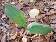 Convallaria majalis