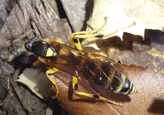 Ichneumon ambulatorius