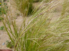 Poaceae