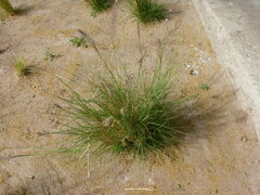 Poaceae