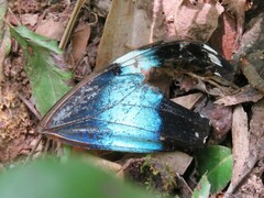 Morpho