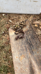 Lampropeltis calligaster