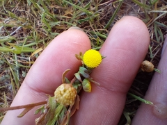 Cotula coronopifolia