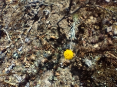 Cotula coronopifolia