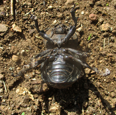 Gonopus