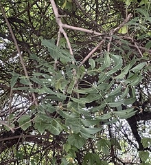 Azadirachta indica