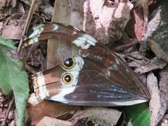 Morpho