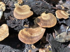 Microporus