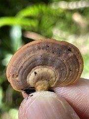Microporus