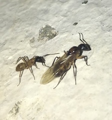 Camponotus atriceps
