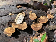 Microporus