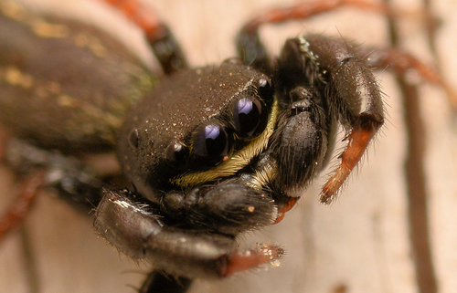 Ribbon Jumping Spider