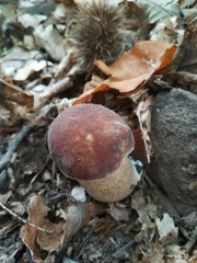Boletus aereus