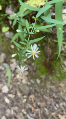 Symphyotrichum lateriflorum