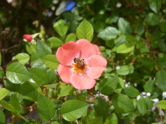 Apis mellifera