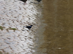 Molothrus bonariensis