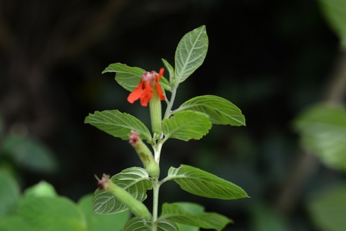 Cuphea intermedia (Cuphea intermedia)