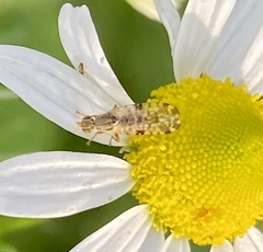 Dioxyna bidentis