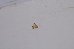 Cnaphalocrocis medinalis