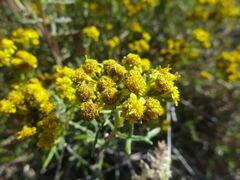 Eriophyllum staechadifolium