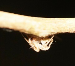 Eriovixia laglaizei