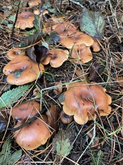 Paralepista