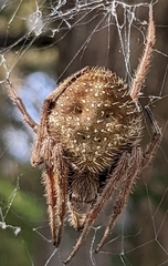 Eriophora