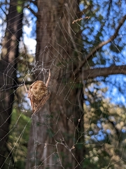 Eriophora