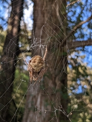 Eriophora