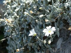 Cerastium tomentosum