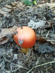 Amanita caesarea