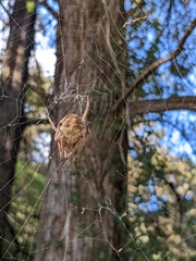 Eriophora