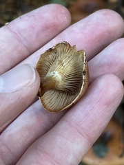 Paralepista