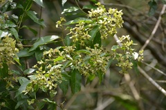 Tetrapterys schiedeana