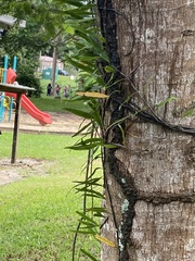 Microgramma lycopodioides