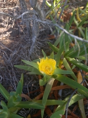 Carpobrotus edulis edulis